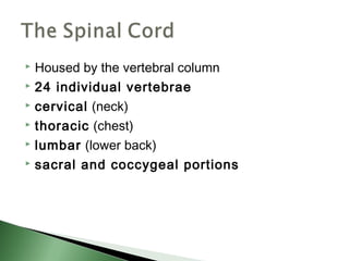  Housed by the vertebral column
 24 individual vertebrae

 cervical (neck)

 thoracic (chest)

 lumbar (lower back)

 sacral and coccygeal portions
 