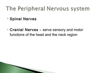    Spinal Nerves

   Cranial Nerves - serve sensory and motor
    functions of the head and the neck region
 