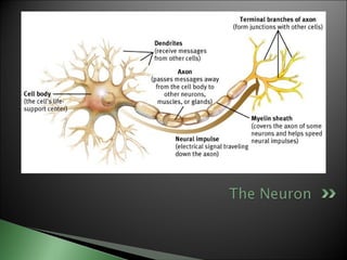 Biological basis of behavior (new)