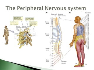 Biological basis of behavior (new)