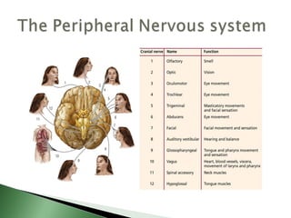 Biological basis of behavior (new)