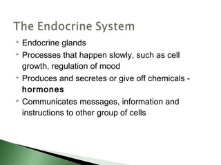  Endocrine glands
 Processes that happen slowly, such as cell

  growth, regulation of mood
 Produces and secretes or give off chemicals -

  hormones
 Communicates messages, information and

  instructions to other group of cells
 
