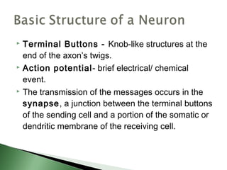  Terminal Buttons - Knob-like structures at the
  end of the axon’s twigs.
 Action potential- brief electrical/ chemical

  event.
 The transmission of the messages occurs in the

  synapse, a junction between the terminal buttons
  of the sending cell and a portion of the somatic or
  dendritic membrane of the receiving cell.
 