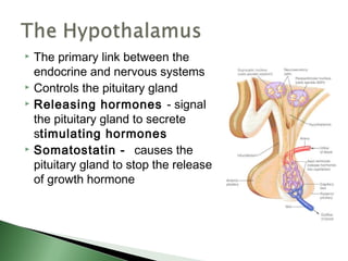  The primary link between the
  endocrine and nervous systems
 Controls the pituitary gland
 Releasing hormones - signal

  the pituitary gland to secrete
  stimulating hormones
 Somatostatin - causes the

  pituitary gland to stop the release
  of growth hormone
 