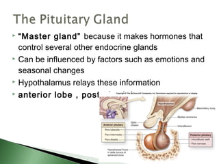  “Master gland” because it makes hormones that
  control several other endocrine glands
 Can be influenced by factors such as emotions and

  seasonal changes
 Hypothalamus relays these information

 anterior lobe , posterior lobe
 