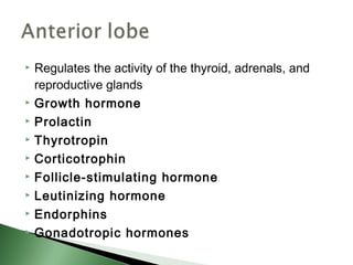    Regulates the activity of the thyroid, adrenals, and
    reproductive glands
   Growth hormone
   Prolactin
   Thyrotropin
   Corticotrophin
   Follicle-stimulating hormone
   Leutinizing hormone
   Endorphins
   Gonadotropic hormones
 