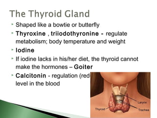  Shaped like a bowtie or butterfly
 Thyroxine , triiodothyronine - regulate

  metabolism; body temperature and weight
 Iodine

 If iodine lacks in his/her diet, the thyroid cannot

  make the hormones – Goiter
 Calcitonin - regulation (reduction) of calcium

  level in the blood
 