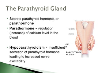  Secrete parathyroid hormone, or
  parathormone
 Parathormone - regulation

  (increase) of calcium level in the
  blood

   Hypoparathyroidism - insufficient
    secretion of parathyroid hormone
    leading to increased nerve
    excitability.
 