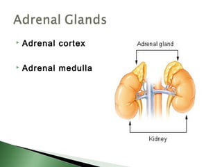   Adrenal cortex

   Adrenal medulla
 