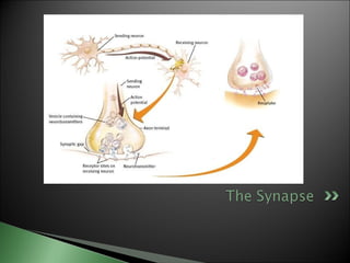 Biological basis of behavior (new)