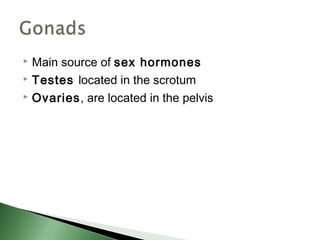  Main source of sex hormones
 Testes located in the scrotum

 Ovaries, are located in the pelvis
 