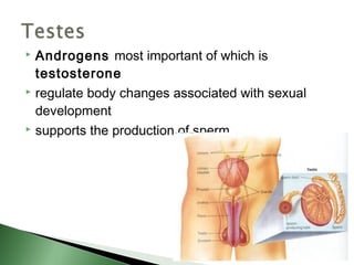  Androgens most important of which is
  testosterone
 regulate body changes associated with sexual

  development
 supports the production of sperm
 