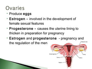  Produce eggs
 Estrogen - involved in the development of

  female sexual features
 Progesterone - causes the uterine lining to

  thicken in preparation for pregnancy
 Estrogen and progesterone - pregnancy and

  the regulation of the menstrual cycle
 
