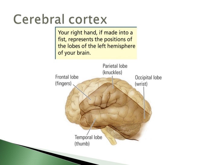 Biological basis of behavior (new)