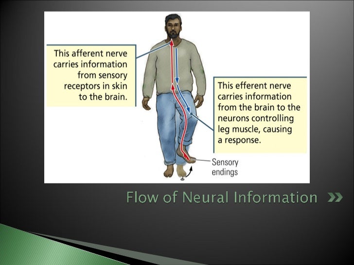biological basis of behavior essay The outcomes of our social behavior are clear and present just about every minute of every day — in fact, many of us publish them online rather obsessively (thanks, facebook thanks, twitter) but the biological sources guiding these interactions remain hidden from plain view an interdisciplinary. biological basis of behavior essay The outcomes of our social behavior are clear and present just about every minute of every day — in fact, many of us publish them online rather obsessively (thanks, facebook thanks, twitter) but the biological sources guiding these interactions remain hidden from plain view an interdisciplinary.