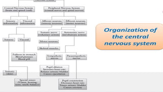 biological basis of behaviour.The Neuron—Unit of Structure and Function ...