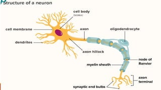 biological basis of behaviour.The Neuron—Unit of Structure and Function ...