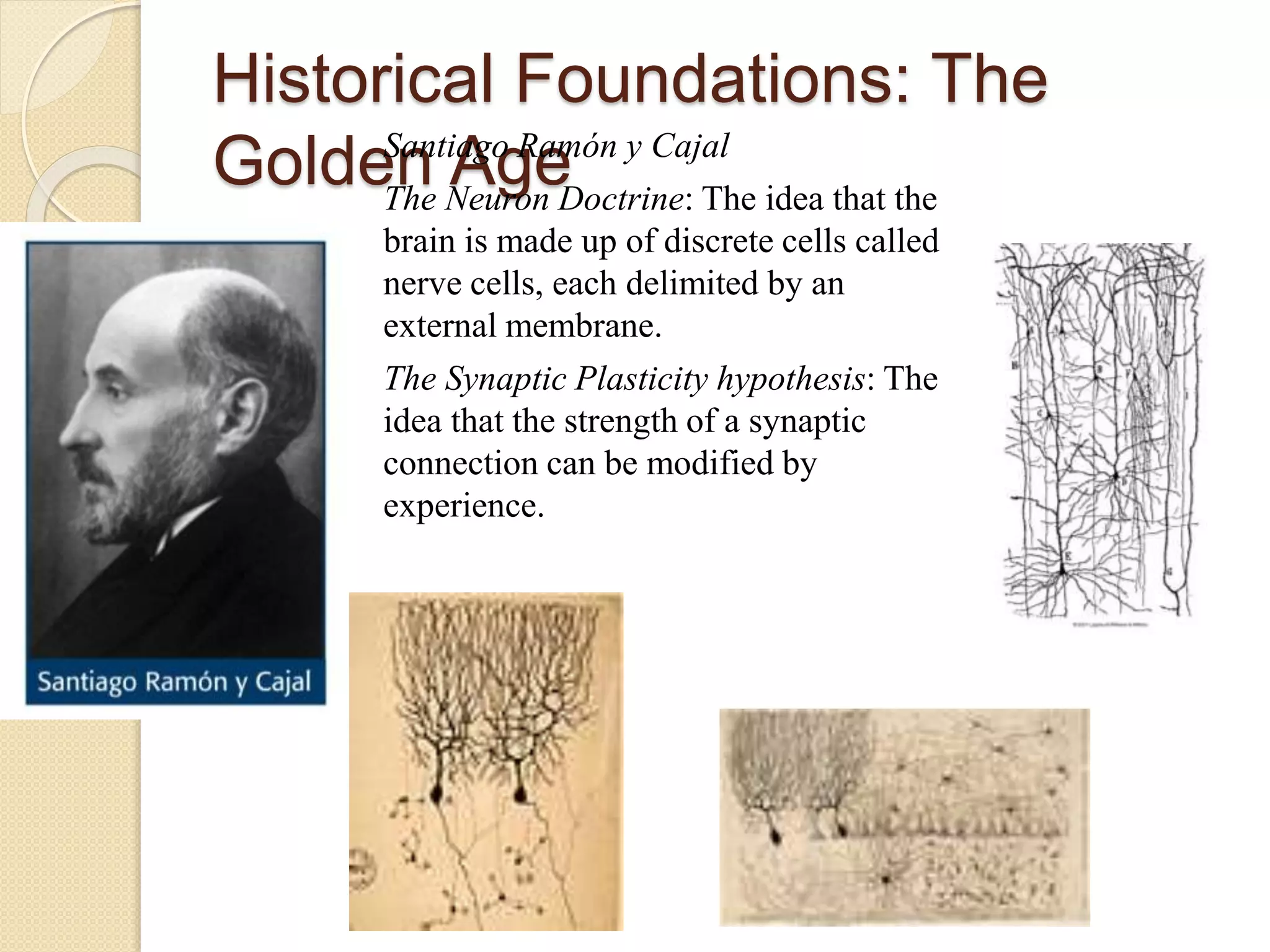 Historical Foundations: The
Golden AgeSantiago Ramón y Cajal
The Neuron Doctrine: The idea that the
brain is made up of discrete cells called
nerve cells, each delimited by an
external membrane.
The Synaptic Plasticity hypothesis: The
idea that the strength of a synaptic
connection can be modified by
experience.
 