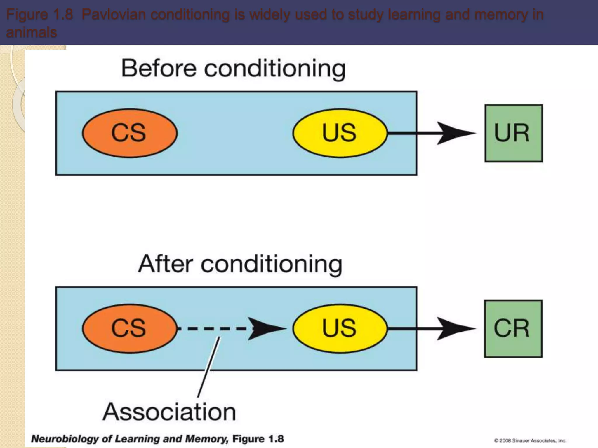 Figure 1.8 Pavlovian conditioning is widely used to study learning and memory in
animals
 