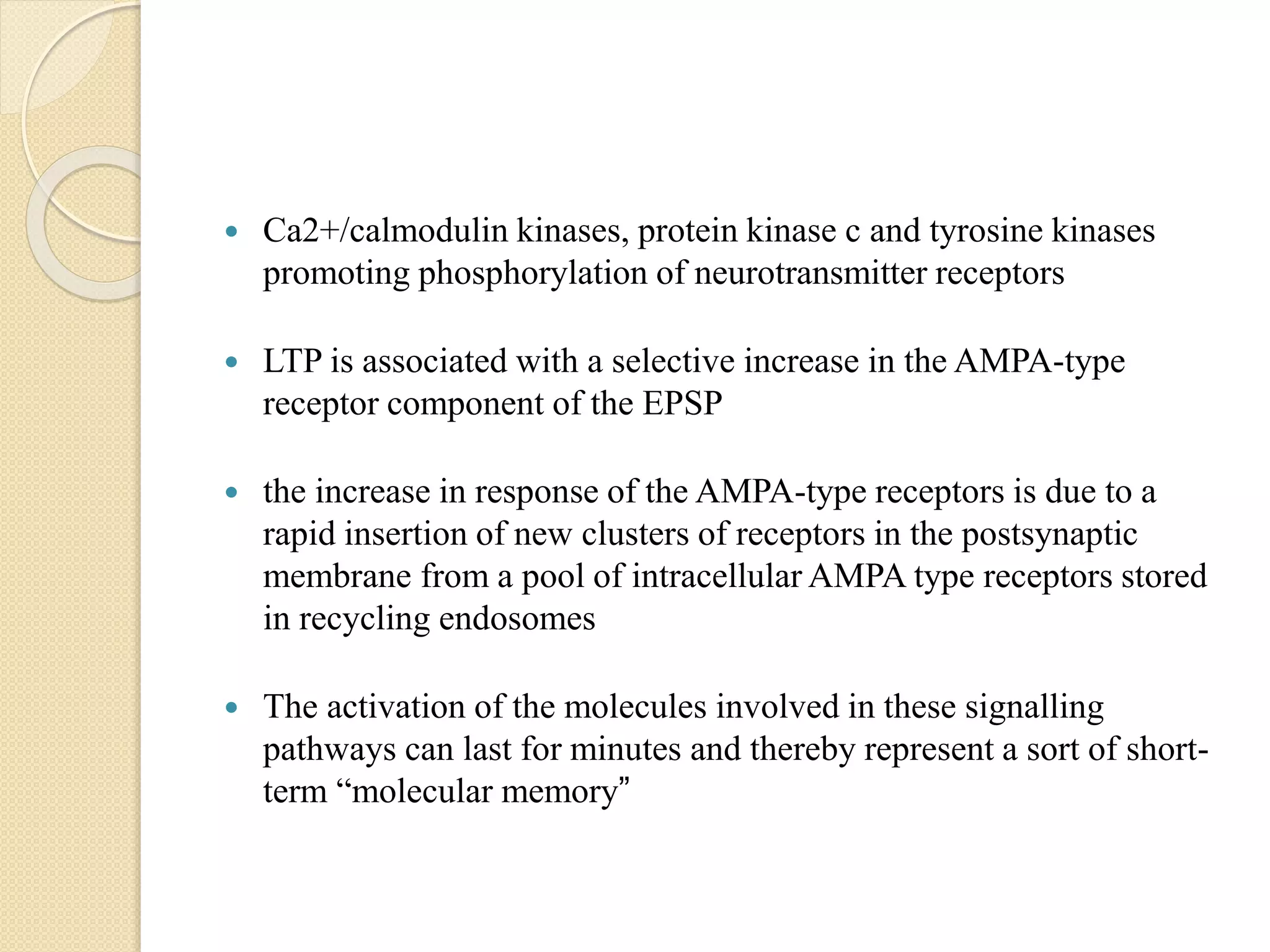  Ca2+/calmodulin kinases, protein kinase c and tyrosine kinases
promoting phosphorylation of neurotransmitter receptors
 LTP is associated with a selective increase in the AMPA-type
receptor component of the EPSP
 the increase in response of the AMPA-type receptors is due to a
rapid insertion of new clusters of receptors in the postsynaptic
membrane from a pool of intracellular AMPA type receptors stored
in recycling endosomes
 The activation of the molecules involved in these signalling
pathways can last for minutes and thereby represent a sort of short-
term “molecular memory”
 