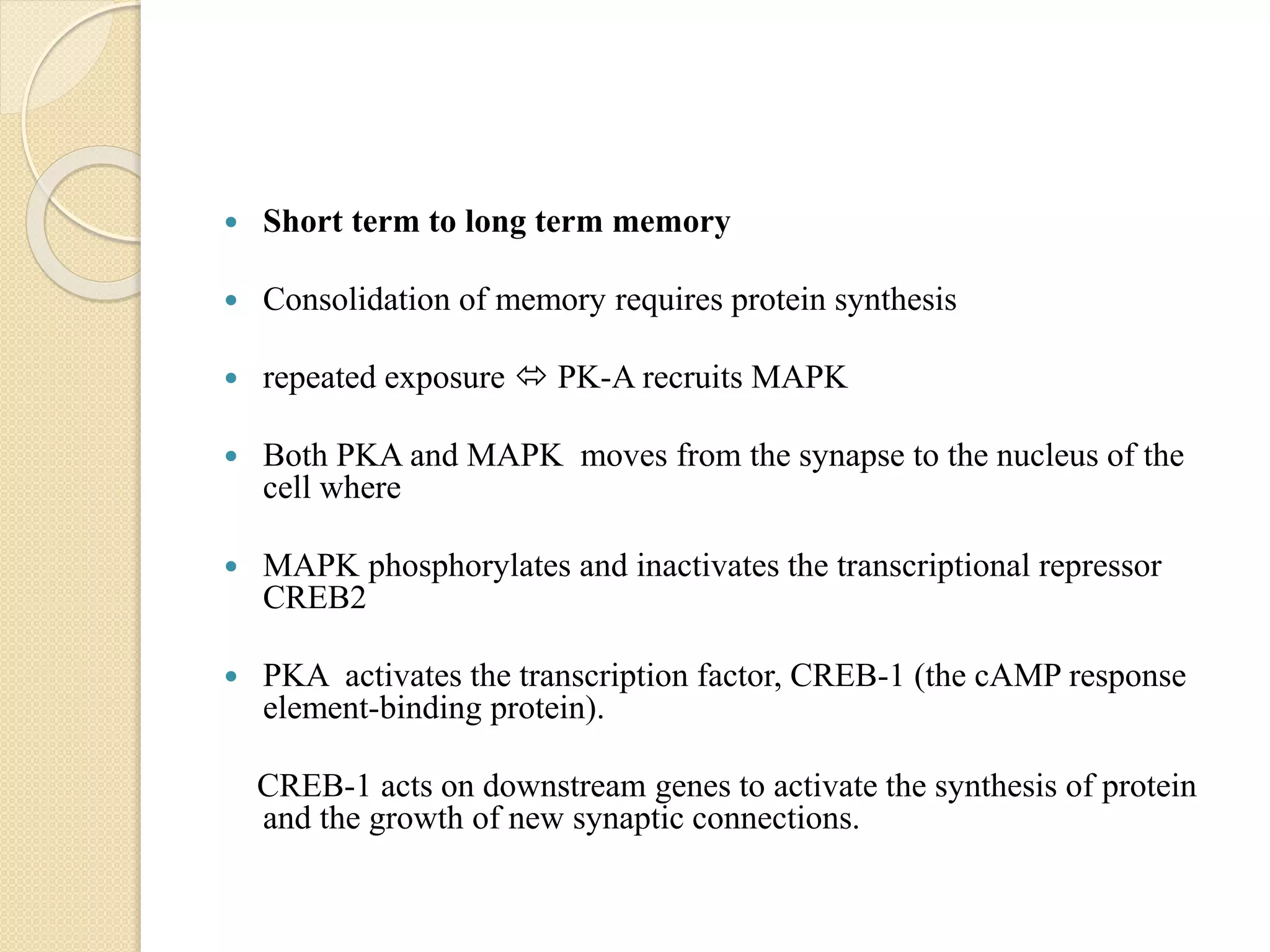  Short term to long term memory
 Consolidation of memory requires protein synthesis
 repeated exposure  PK-A recruits MAPK
 Both PKA and MAPK moves from the synapse to the nucleus of the
cell where
 MAPK phosphorylates and inactivates the transcriptional repressor
CREB2
 PKA activates the transcription factor, CREB-1 (the cAMP response
element-binding protein).
CREB-1 acts on downstream genes to activate the synthesis of protein
and the growth of new synaptic connections.
 