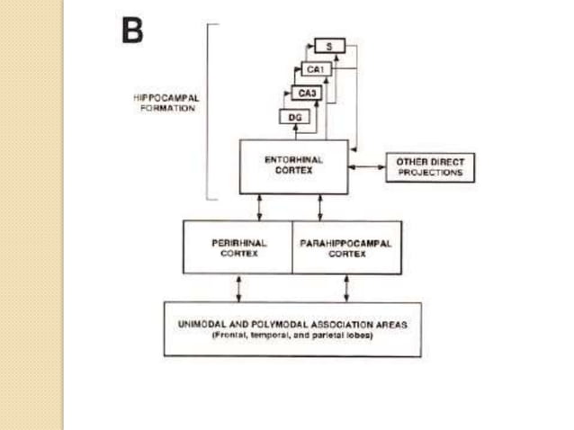 Biological basis of memory | PPTX