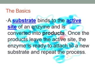 The Basics
•A substrate binds to the active
site of an enzyme and is
converted into products. Once the
products leave the active site, the
enzyme is ready to attach to a new
substrate and repeat the process.
 