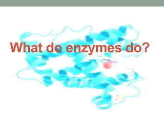 What do enzymes do?
 