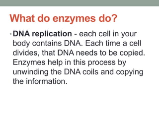 What do enzymes do?
•DNA replication - each cell in your
body contains DNA. Each time a cell
divides, that DNA needs to be copied.
Enzymes help in this process by
unwinding the DNA coils and copying
the information.
 