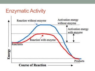 Enzymatic Activity
 