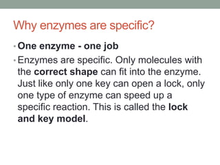Why enzymes are specific?
• One enzyme - one job
• Enzymes are specific. Only molecules with
the correct shape can fit into the enzyme.
Just like only one key can open a lock, only
one type of enzyme can speed up a
specific reaction. This is called the lock
and key model.
 