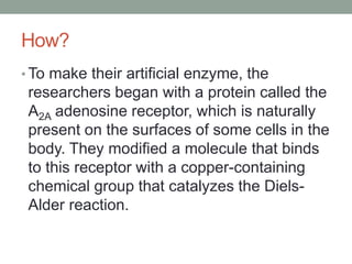 How?
• To make their artificial enzyme, the
researchers began with a protein called the
A2A adenosine receptor, which is naturally
present on the surfaces of some cells in the
body. They modified a molecule that binds
to this receptor with a copper-containing
chemical group that catalyzes the Diels-
Alder reaction.
 
