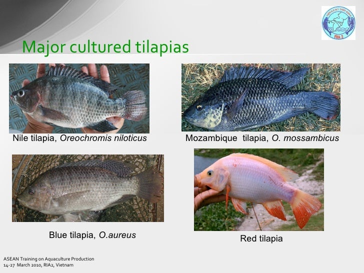 Biological Characteristics Of Cultured Species Thanh Asean Training