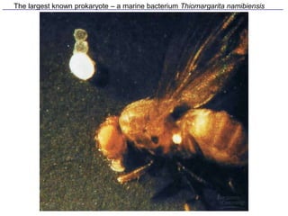 The largest known prokaryote – a marine bacterium Thiomargarita namibiensis
 