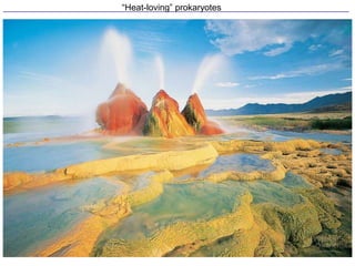 “Heat-loving” prokaryotes
 