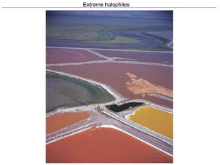 Extreme halophiles
 