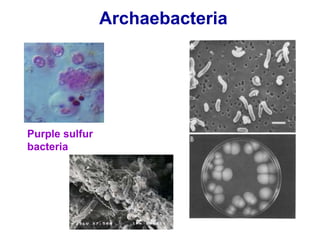 Archaebacteria
Purple sulfur
bacteria
 