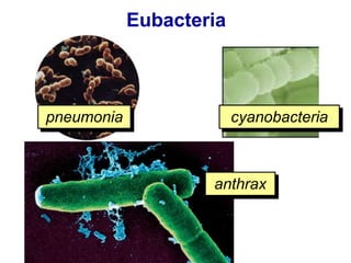 anthrax
pneumonia cyanobacteria
Eubacteria
 