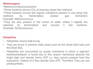 Methanogens
•Methane producing bacteria
•These bacteria convert CO2 of swampy areas into methane.
•These bacteria convert the organic substance present in cow dung into
methane by fermentation. (Gobar gas fermenter)
Example: Methanococcus.
•They are also present in the rumen of cattle, where it digests the
cellulose by fermentation and convert it into methane.
Example: Rumenococcus
Halophiles
• Halophiles means Salt loving.
• They are found in extreme salty areas such as the Great Salt Lake and
the Dead Sea.
• Halophiles are surrounded by purple membrane in which a pigment,
bacteriorhodopsin is found due to this reason membrane absorbs the
bright light and directly forms ATP i.e. they cannot prepare food like
eubacteria. Instead of it they directly form ATP. Therefore They are non
photosynthetic
 