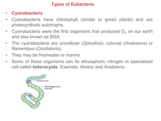 Types of Eubacteria
• Cyanobacteria
• Cyanobacteria have chlorophyll (similar to green plants) and are
photosynthetic autotrophs.
• Cyanobacteria were the first organisms that produced O2 on our earth
and also known as BGA.
• The cyanobacteria are unicellular (Spirullina), colonial (Anabaena) or
filamentous (Oscillatoria).
• They may be freshwater or marine
• Some of these organisms can fix atmospheric nitrogen in specialised
cell called heterocysts. Example: Nostoc and Anabaena.
 