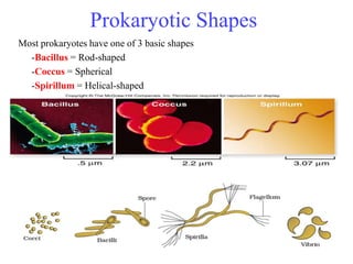 23
Most prokaryotes have one of 3 basic shapes
-Bacillus = Rod-shaped
-Coccus = Spherical
-Spirillum = Helical-shaped
Prokaryotic Shapes
 