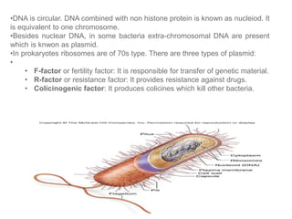 •DNA is circular. DNA combined with non histone protein is known as nucleiod. It
is equivalent to one chromosome.
•Besides nuclear DNA, in some bacteria extra-chromosomal DNA are present
which is knwon as plasmid.
•In prokaryotes ribosomes are of 70s type. There are three types of plasmid:
•
• F-factor or fertility factor: It is responsible for transfer of genetic material.
• R-factor or resistance factor: It provides resistance against drugs.
• Colicinogenic factor: It produces colicines which kill other bacteria.
 