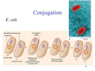 25
Conjugation
E. coli
 
