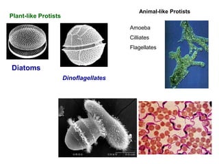 Diatoms
Dinoflagellates
Plant-like Protists
Animal-like Protists
Amoeba
Cilliates
Flagellates
 