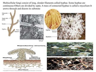 Multicellular fungi consist of long, slender filaments called hyphae. Some hyphae are
continuous-Others are divided by septa. A mass of connected hyphae is called a mycelium-It
grows through and digests its substrate
 