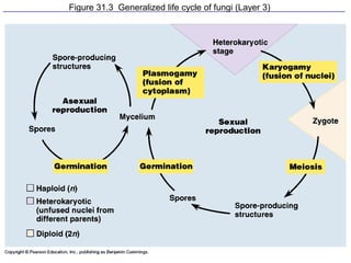 Figure 31.3 Generalized life cycle of fungi (Layer 3)
 