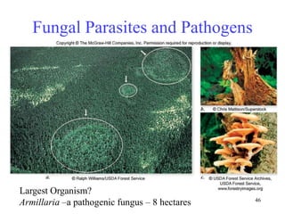 46
Fungal Parasites and Pathogens
Largest Organism?
Armillaria –a pathogenic fungus – 8 hectares
 