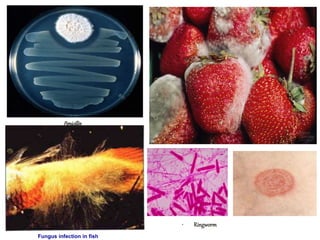 Penicillin
Fungus infection in fish
• Ringworm
 