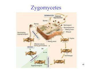 48
Zygomycetes
 