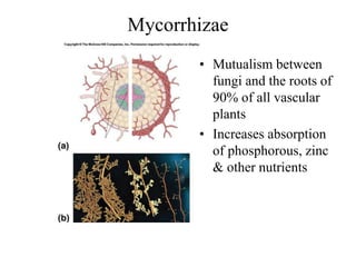 Mycorrhizae
• Mutualism between
fungi and the roots of
90% of all vascular
plants
• Increases absorption
of phosphorous, zinc
& other nutrients
 
